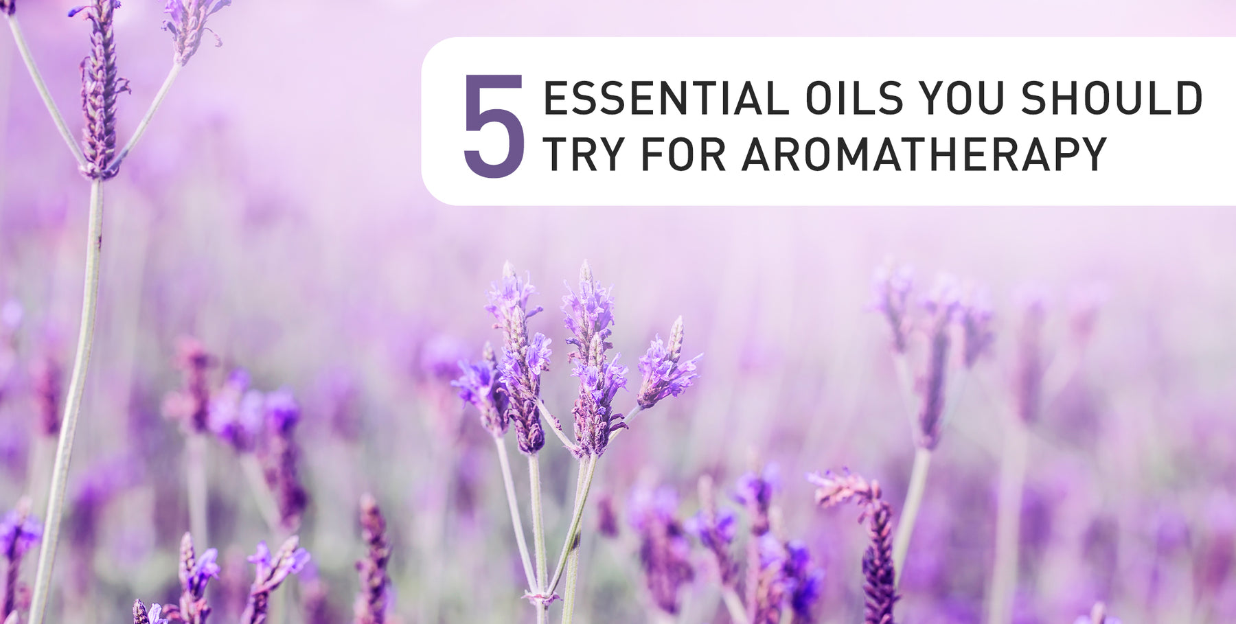 5 Essential Oils that you should try for Aromatherapy